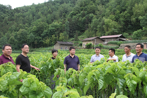 安康市商務(wù)局領(lǐng)導(dǎo)來我公司調(diào)研春蠶收購(gòu)及扶貧點(diǎn)蠶桑基地建設(shè)情況